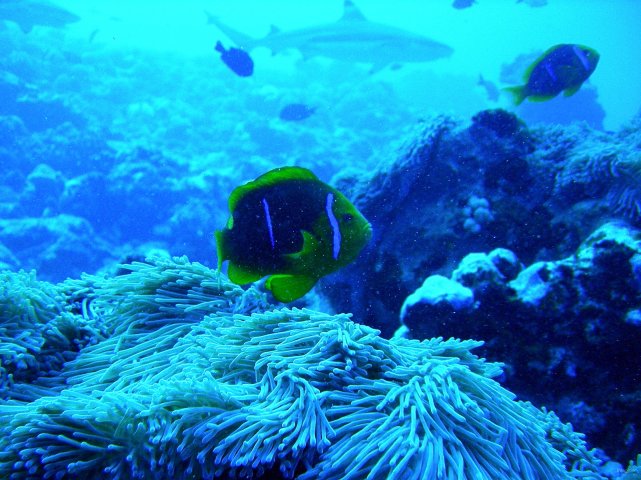 46- Poisson-clown et son anemone 